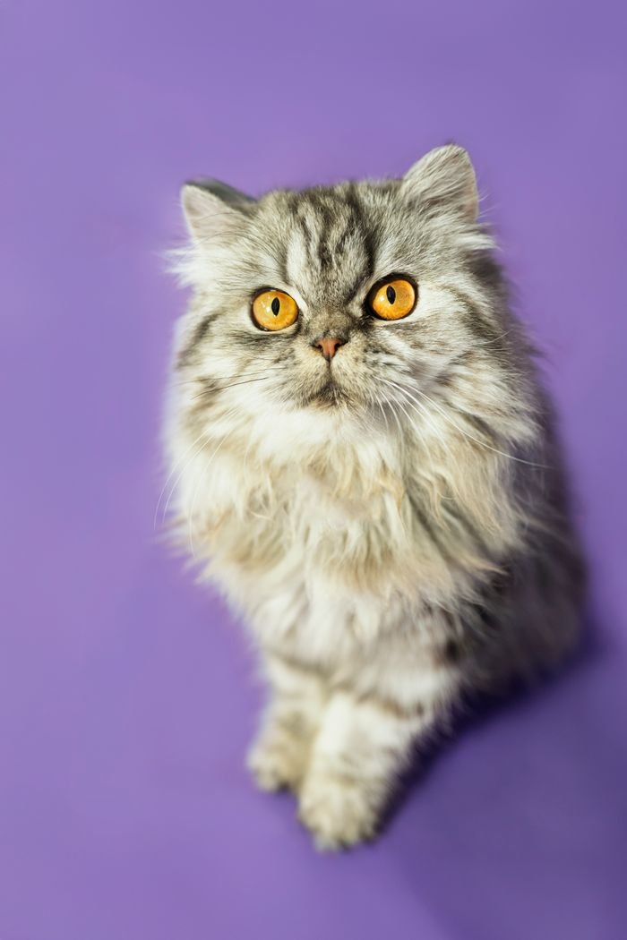 Home Adorable Persian cat with yellow eyes sitting on a vibrant purple backdrop.